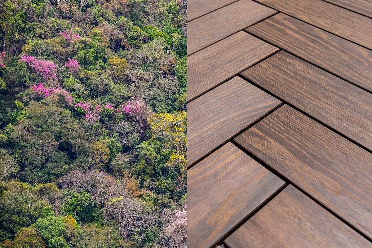 Wood trunk natural material — ethical sourcing Riviera Home Furniture Jacó