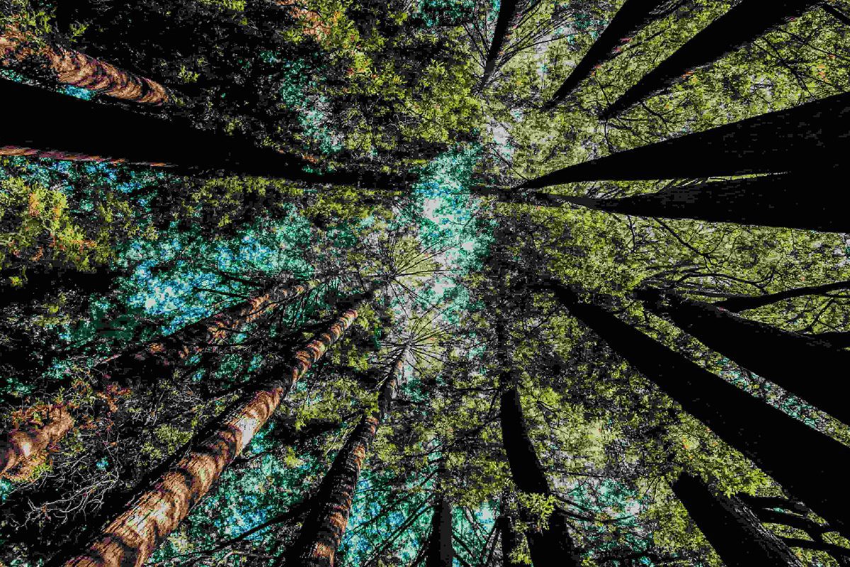 Sustainable wood sourcing — ethical forest Costa Rica Riviera Home Furniture